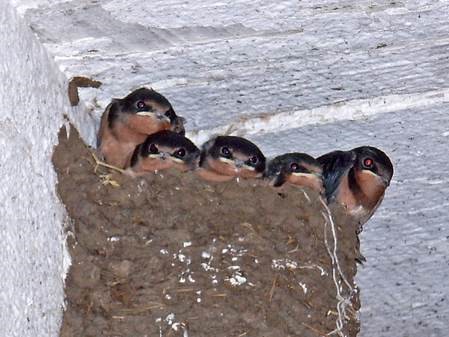 Baby Barn Swallows