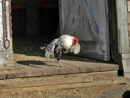desi fluffed