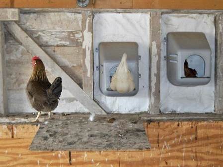 egg production