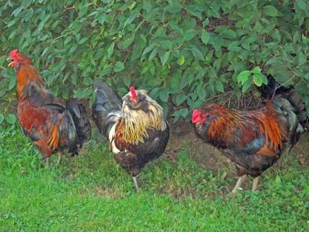 Handsome, Cranky and Noname