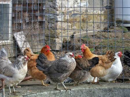 Hen Conference