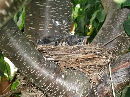 robins at the barn