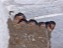 Baby Barn Swallows