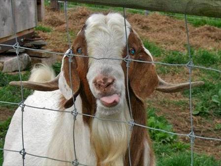 Buckeye tongue out