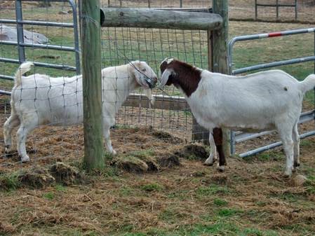dozer and mr nibbles