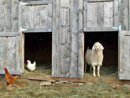 goat and hen