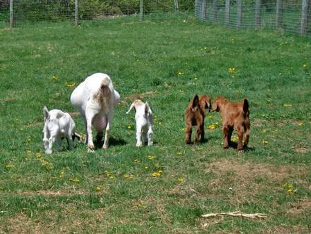 Momma and quads