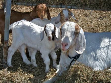 momma with three of 4