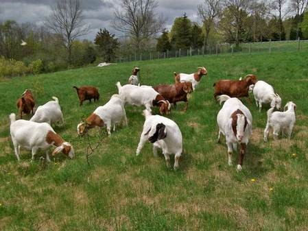 pasture goats