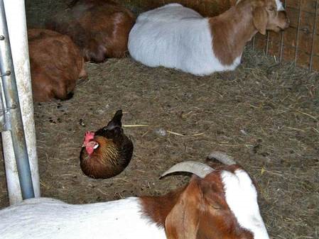 rooster goats