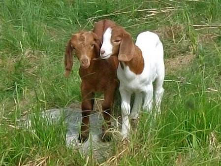 Twins