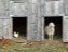 goat and hen