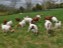 pasture goats