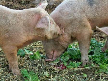 piggy nibbles