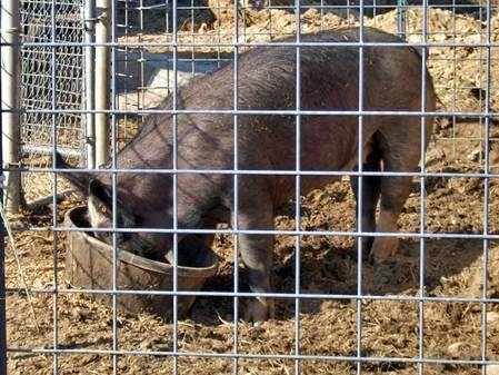 piggy sue