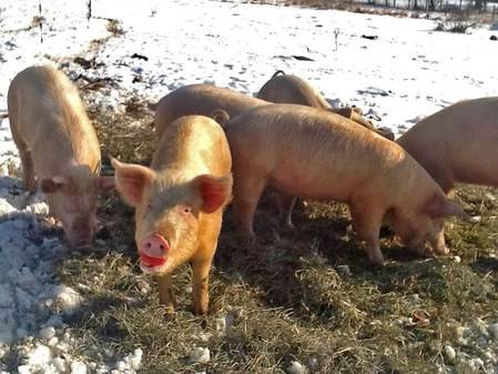 pigs and apples