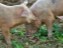 piggy nibbles