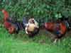 Roosters